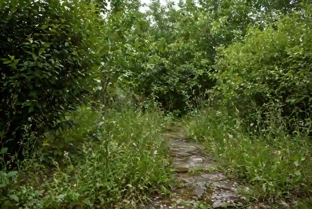 Overgrown